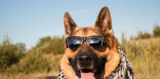 lunettes de soleil pour vos animaux