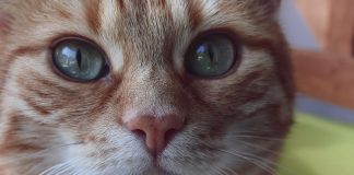 Pourquoi votre chat frotte sa tête