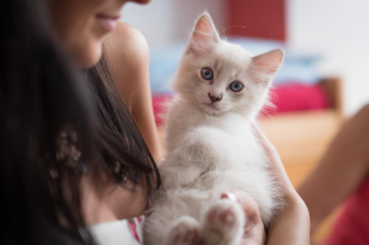 races de chat qui aiment être portées