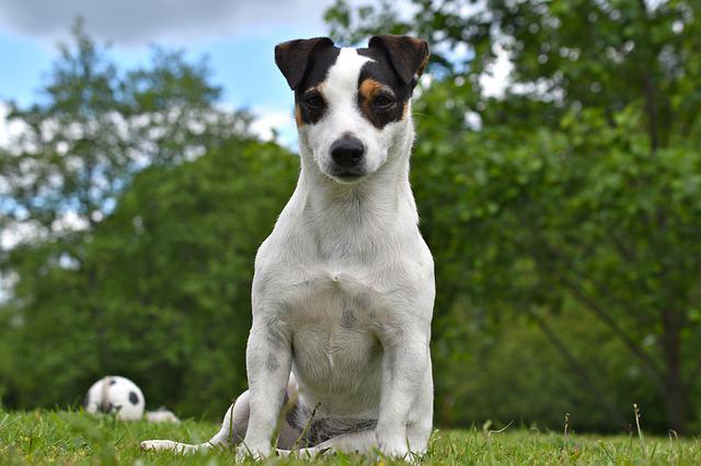 races de chien qui creusent