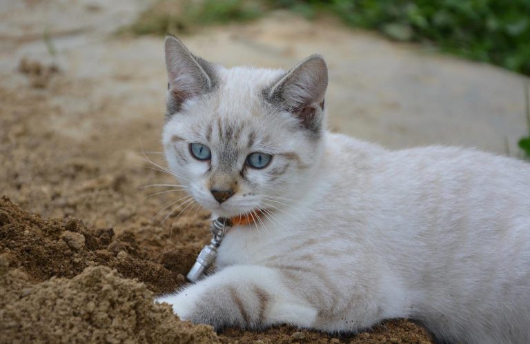 races de chat qui creusent la terre