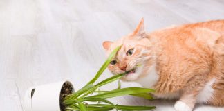 races de chat qui attaquent les plantes vertes