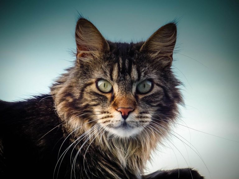 races de chat qui détectent les maladies