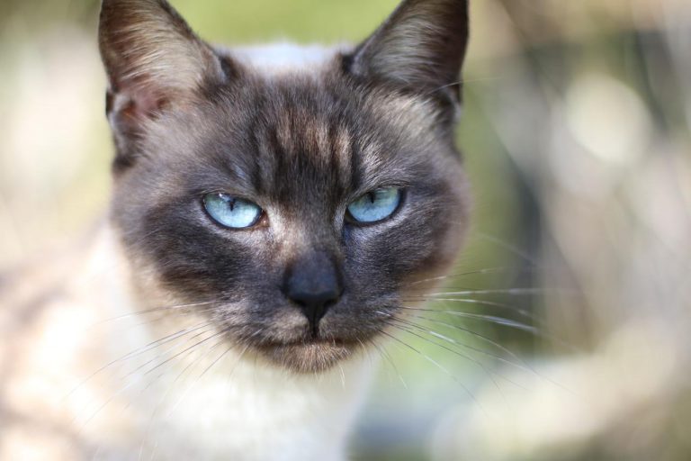 races de chat qui griffent le plus