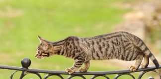 races de chat les plus agiles 