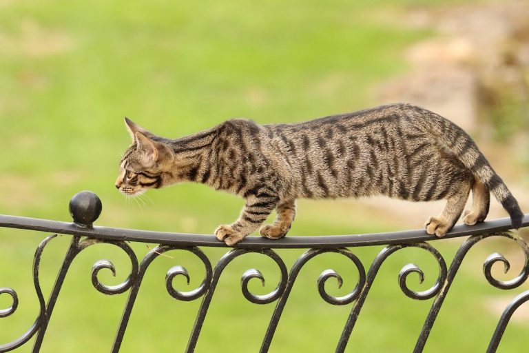 races de chat les plus agiles 