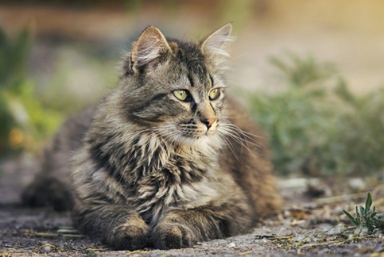 races de chat avec la plus longue durée de vie