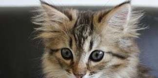 races de chat qui ressemblent au Maine Coon