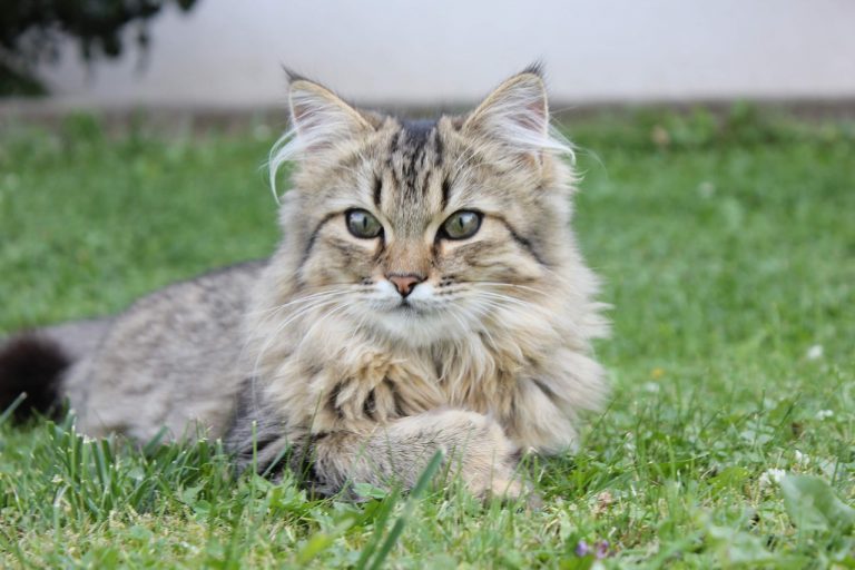 races de chat qui peuvent vivre dehors