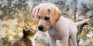 races de chien qui s’entendent avec les chats