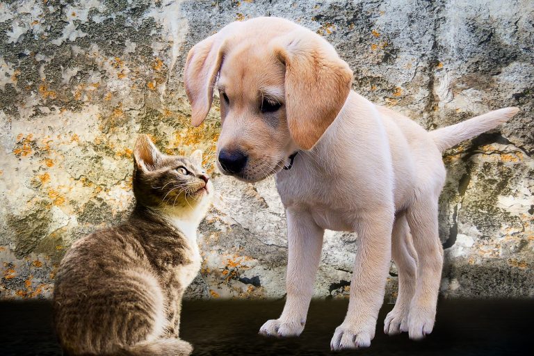 races de chien qui s’entendent avec les chats