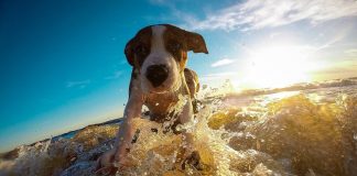 races de chien qui n’aiment pas l’eau