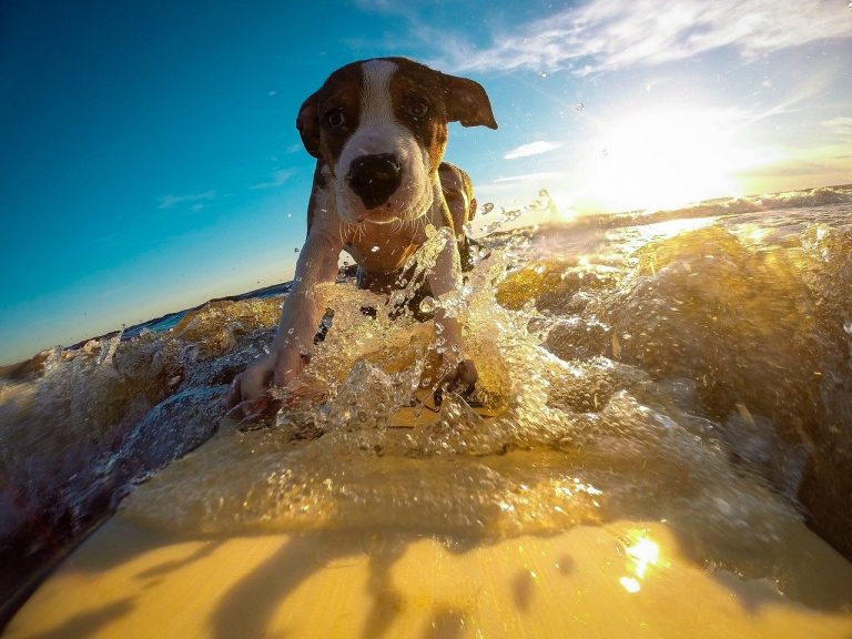 races de chien qui n’aiment pas l’eau