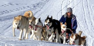 races de chien utilisées comme chien de traineau