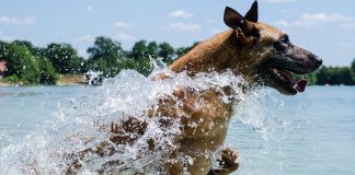 races de chien courageuses