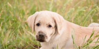 races de chien qui creusent le plus