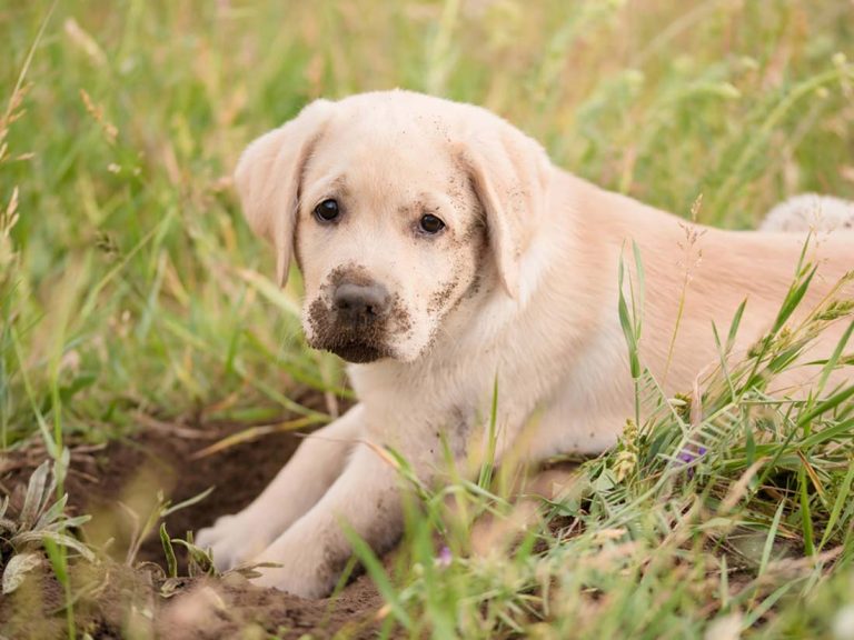 races de chien qui creusent le plus