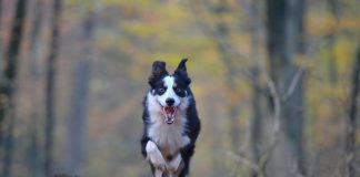 races de chien qui sont les plus fugueuses