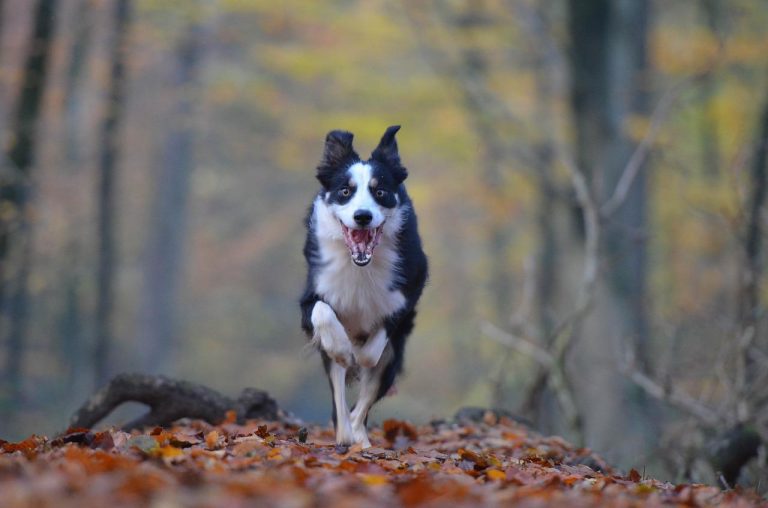 races de chien qui sont les plus fugueuses