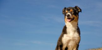 races de chien qui gardent les moutons