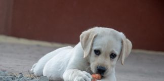 races de chien gourmandes