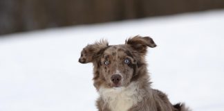 races de chien qui sont les plus volées 