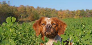 races de chien les moins affectueuses 