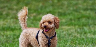 races de chien parfaites premiers maîtres