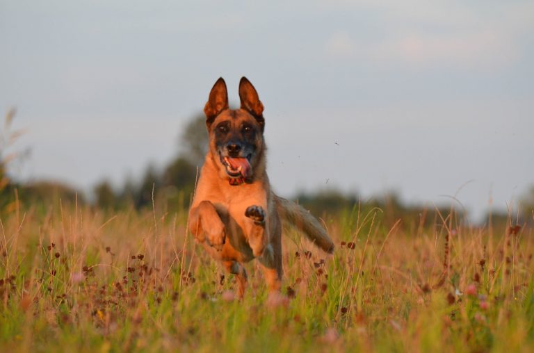 races de chien qui sont les plus agiles 