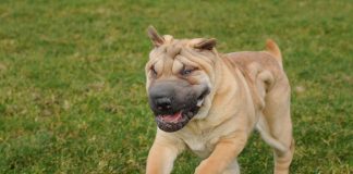 races de chien qui bavent le plus