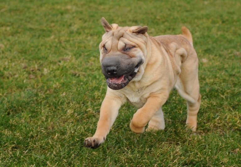 races de chien qui bavent le plus