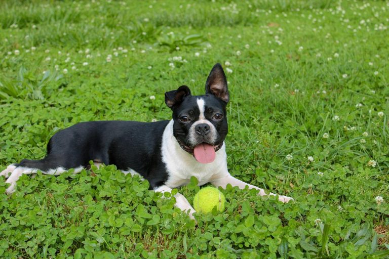 races de chien qui ressemblent au Bulldog