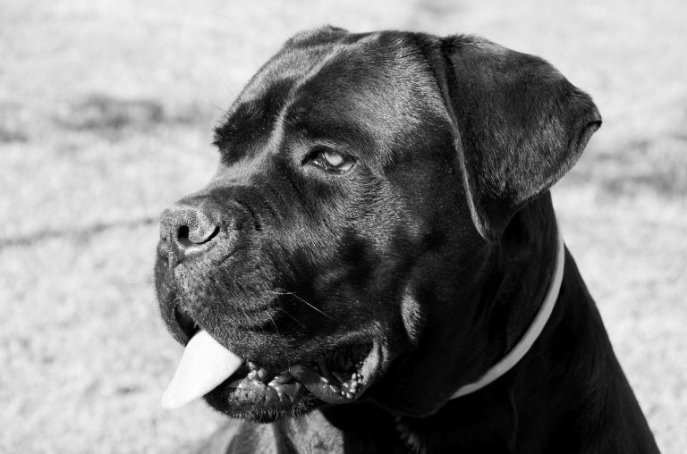 races de chien qui ressemblent au Pitbull