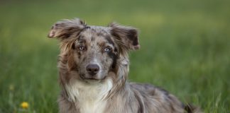 races de chien ressemblent Berger Australien