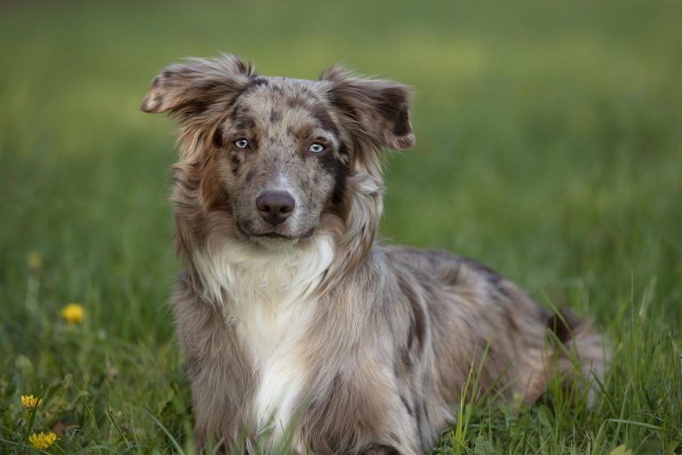 races de chien ressemblent Berger Australien