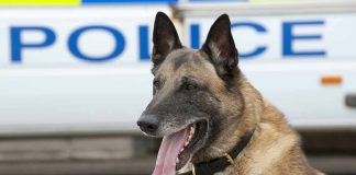 races de chien qui sont utilisées dans la police