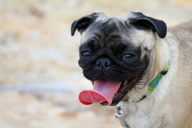 races de chien qui ne savent pas nager