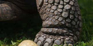 tortue géante des Galápagos albinos