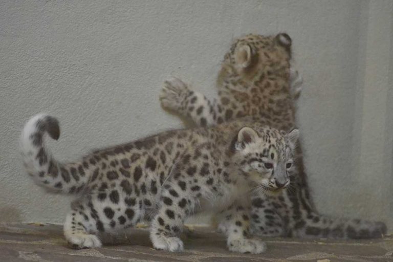 panthères des neiges Zoo de Servion