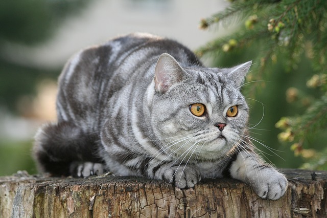 race de chat qui sont les moins indépendante 