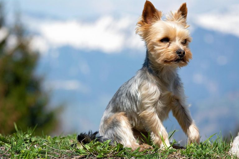 race de chien qui n’aime pas le froid