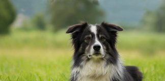 race de chien de la ferme