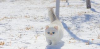 races de chat adorent la neige