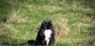 races de chat qui aiment le froid