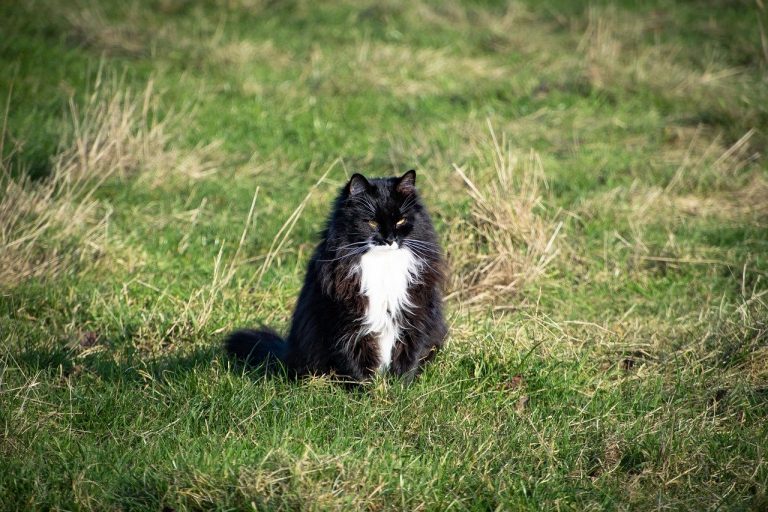 races de chat qui aiment le froid