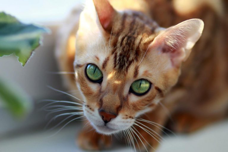 races de chat empêchent de dormir la nuit