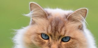 races de chat qui s’entendent avec un lapin