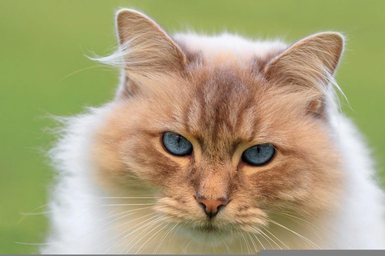 races de chat qui s’entendent avec un lapin