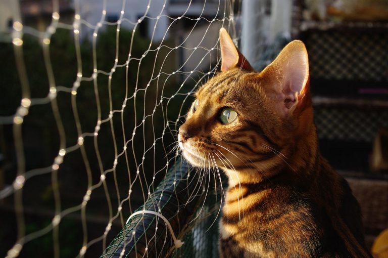 races de chat fugueuses