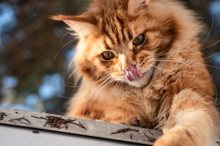 races de chat qui sont les plus lourdes